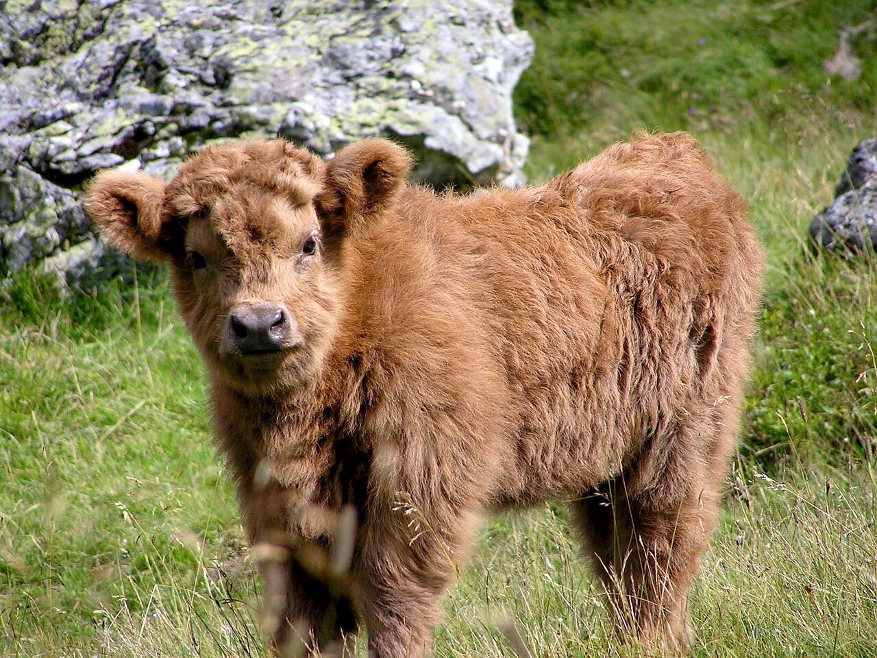 The Many Uses of Cow Dung: A Natural and Renewable Resource - Dengarden