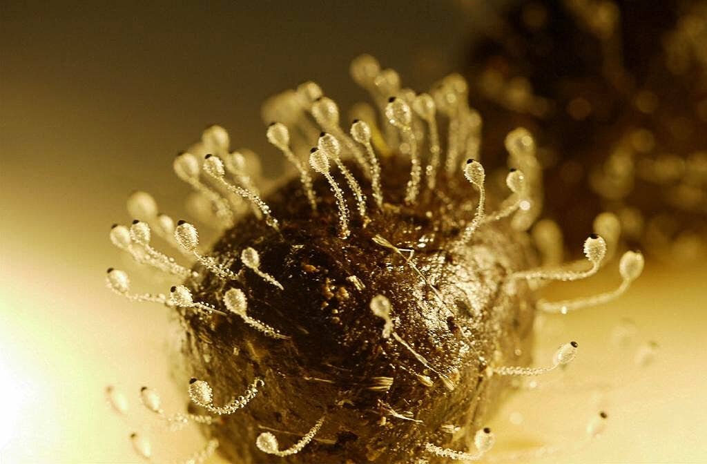 muss man erdbeeren düngen Erdbeerdünger main image 0