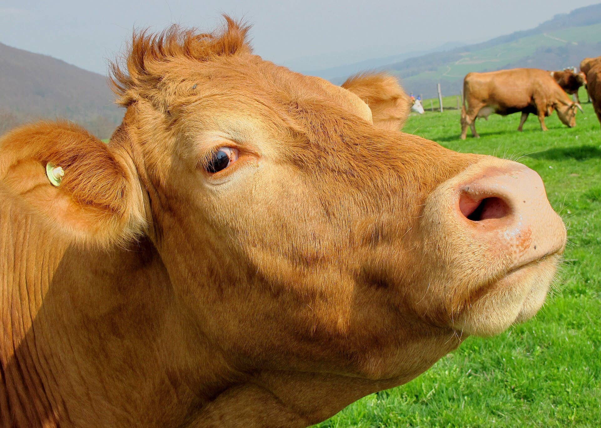 The Many Uses of Cow Dung: A Natural and Renewable Resource - Dengarden