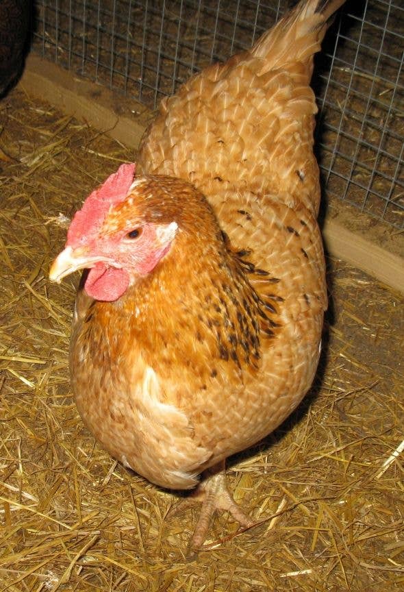 Marraduna Basque Chicken What Are Euskal Oiloas (or Basque Hens) and Why Would Anyone Want These ...