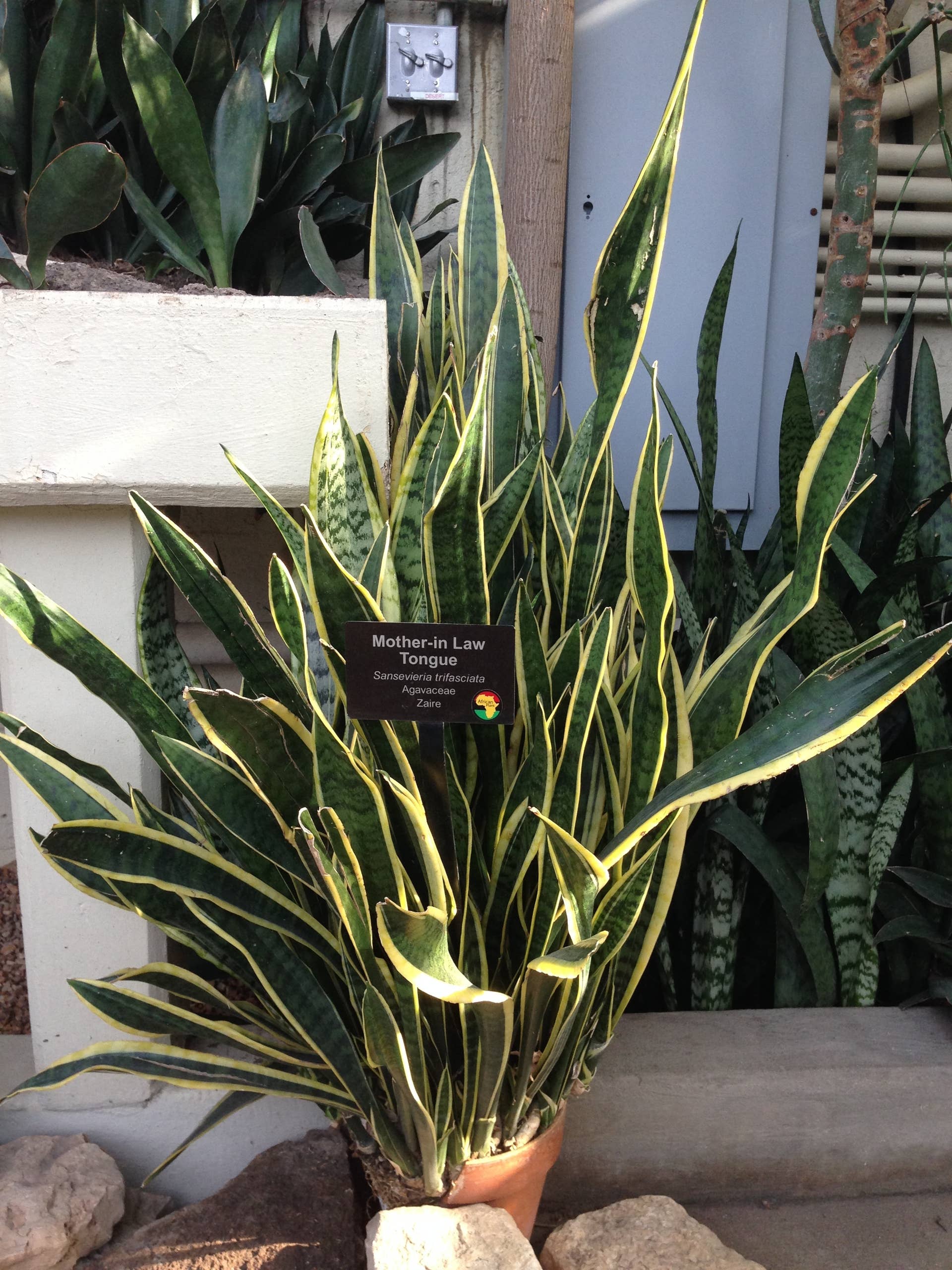 12 Poisonous Houseplants, Their Health Effects, and Safe Alternatives -  Dengarden