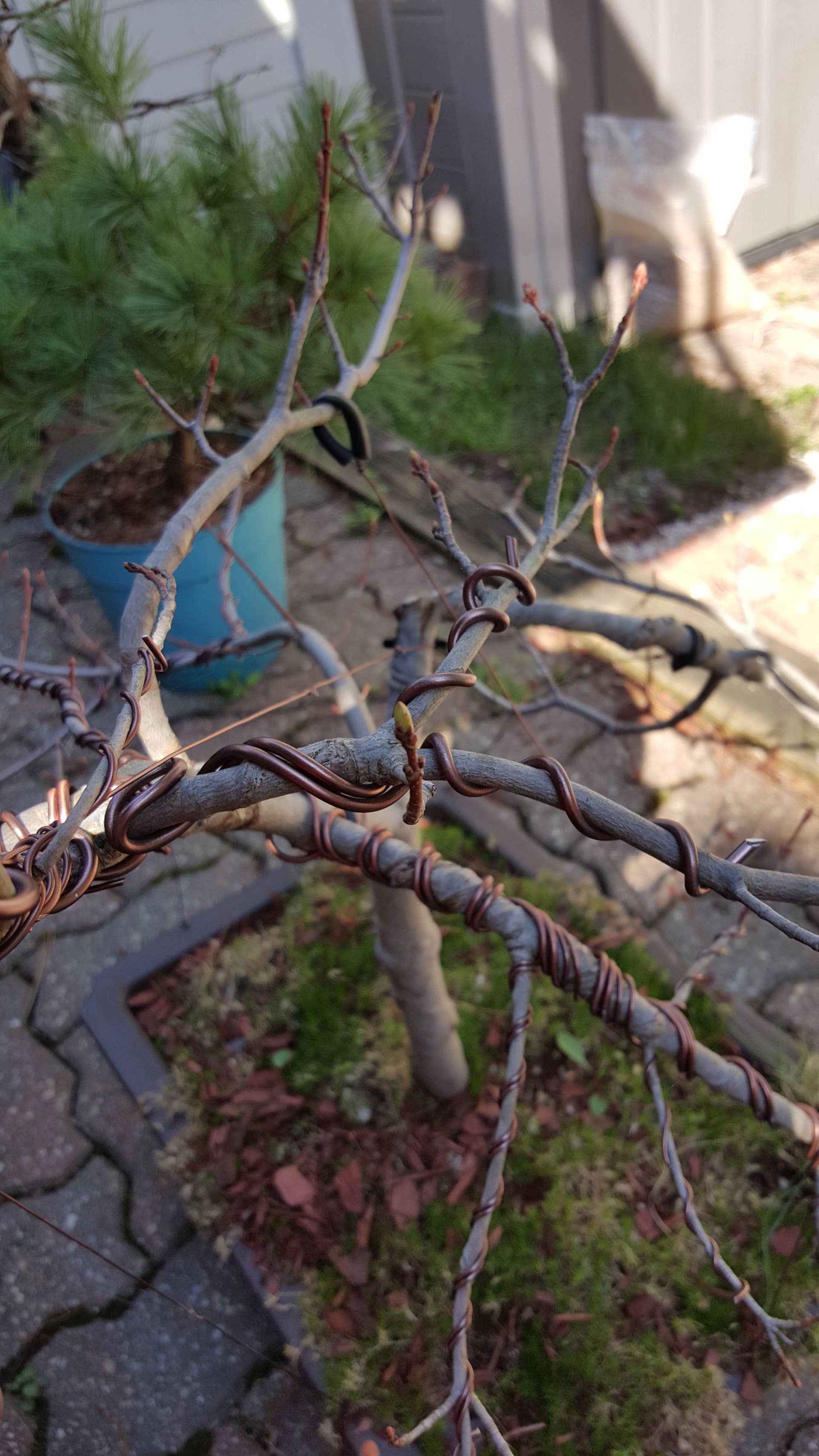 How to Repot a Bonsai Tree (And Why Repotting Is Important) - Dengarden