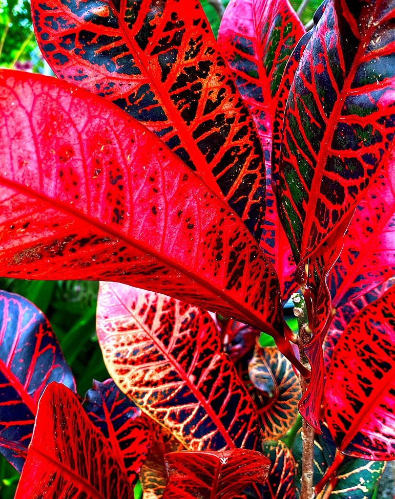 The Best Red Tropical Plants for Your Garden - Dengarden