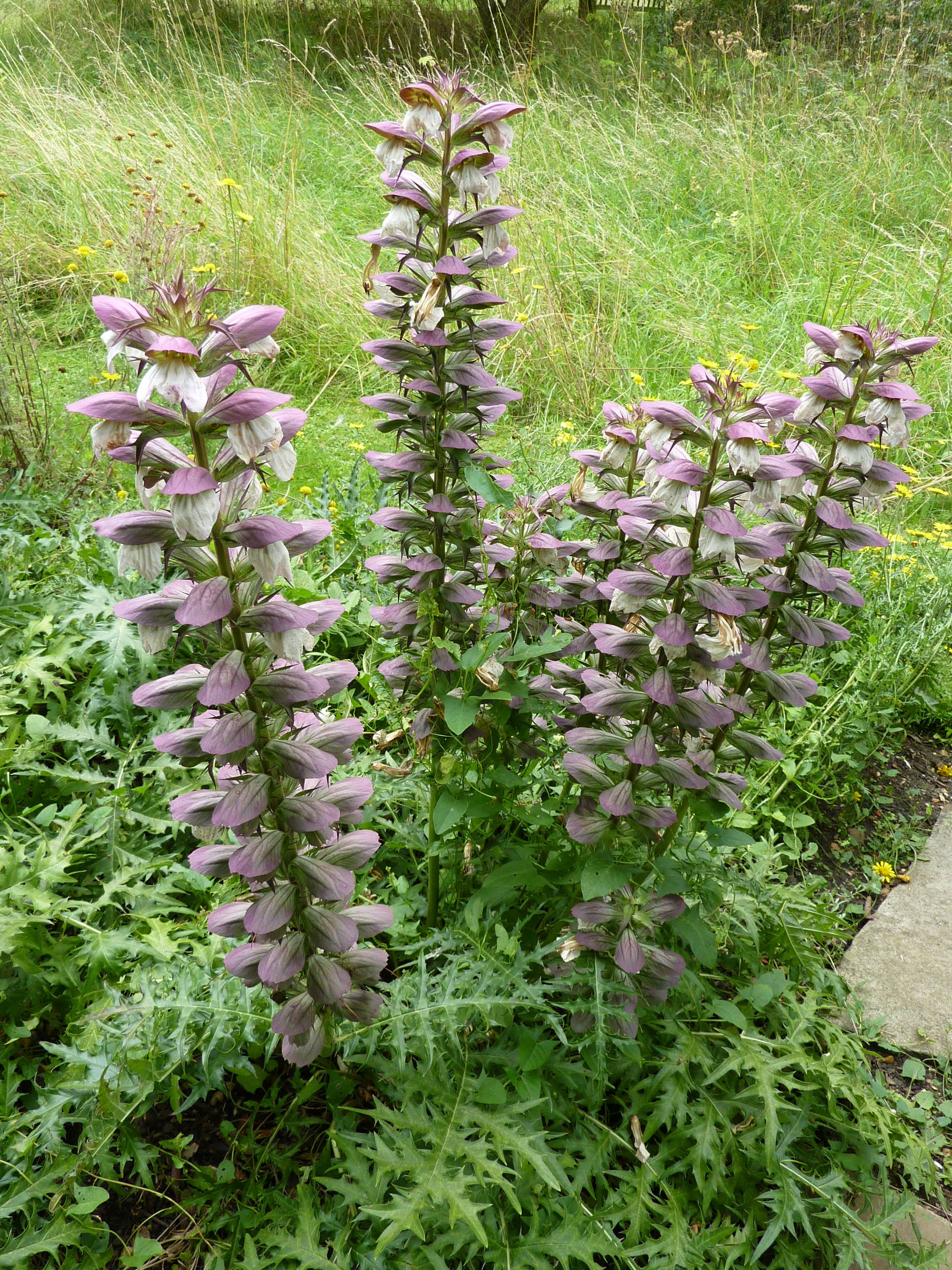 Bear's Breeches (Acanthus Mollis), an Ancient Perennial - Dengarden