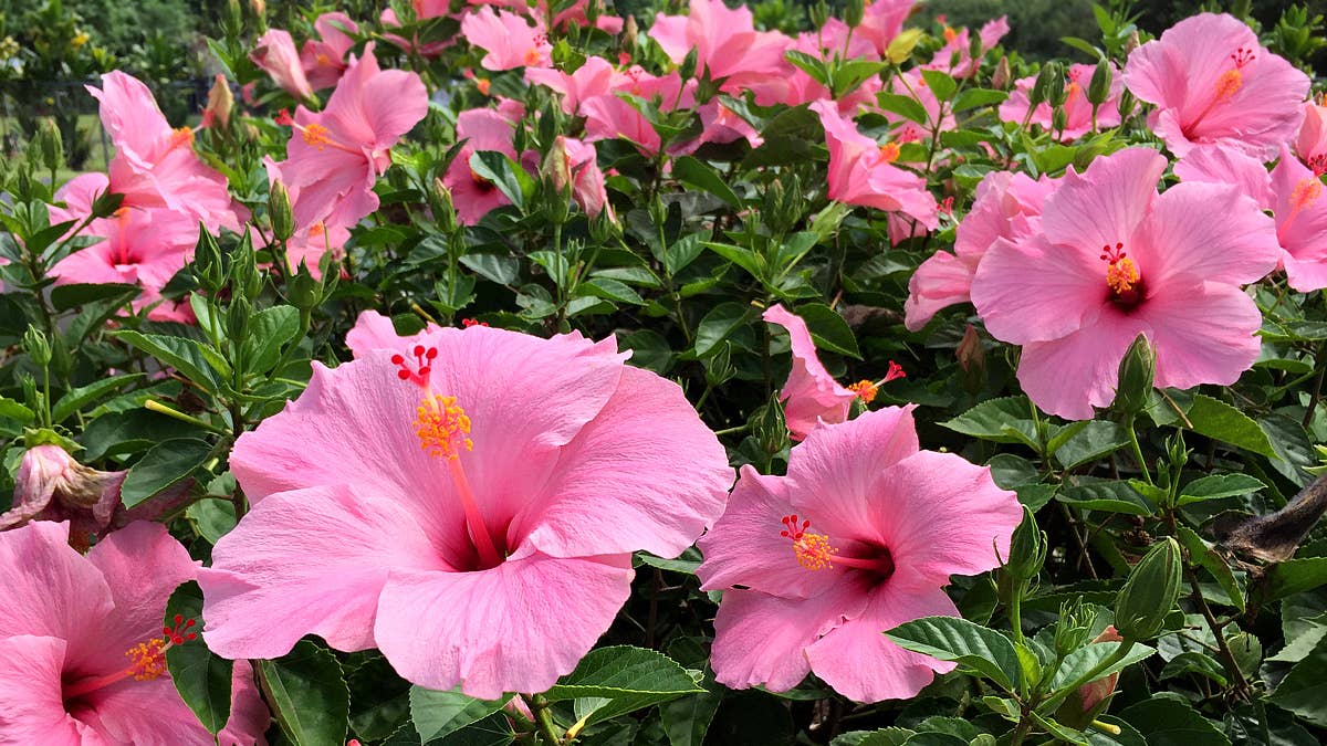 Pink Tropical Flowers With Photos and Planting Tips - Dengarden