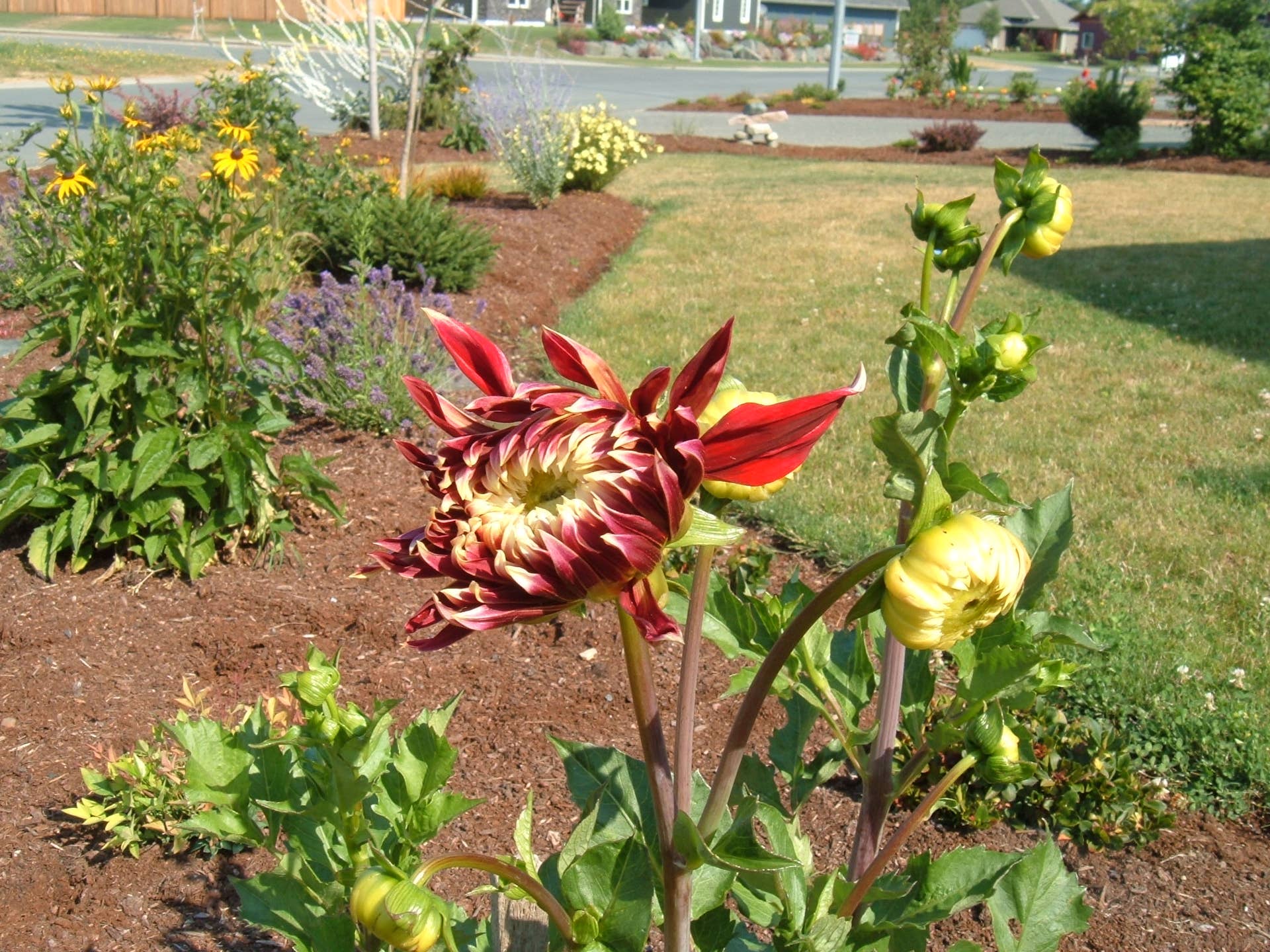 How to Build a Deer-Proof Garden - Dengarden