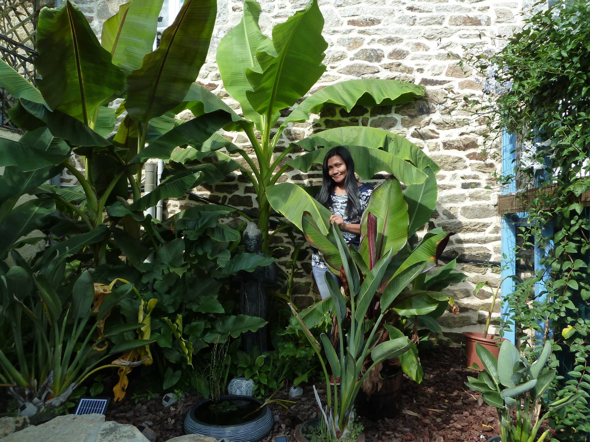Creating a Microclimate to Protect Banana Plants in Winter - Dengarden