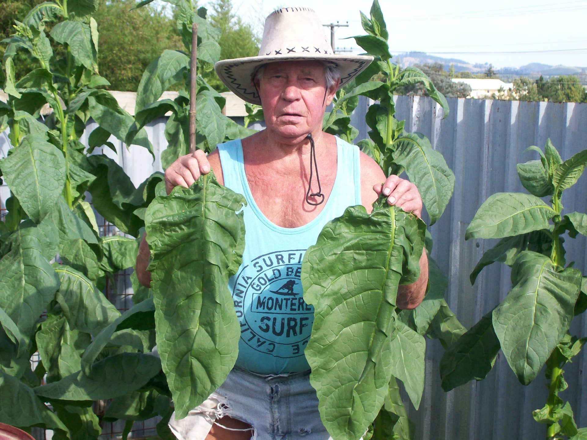 drying tobacco at home How to Grow, Harvest and Cure Tobacco at Home