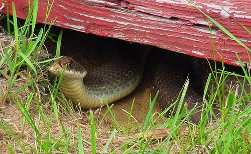 How to Attract Snakes to Your Garden - Dengarden