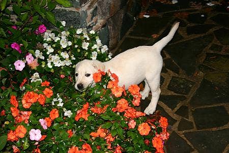 How to Plant a Dog-Friendly Garden - Dengarden