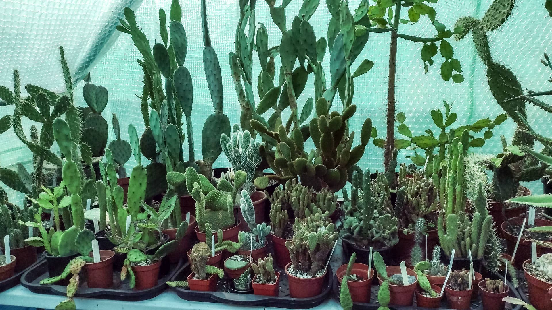 Do Cacti and Succulents Need to Come Inside for the Winter? - Dengarden