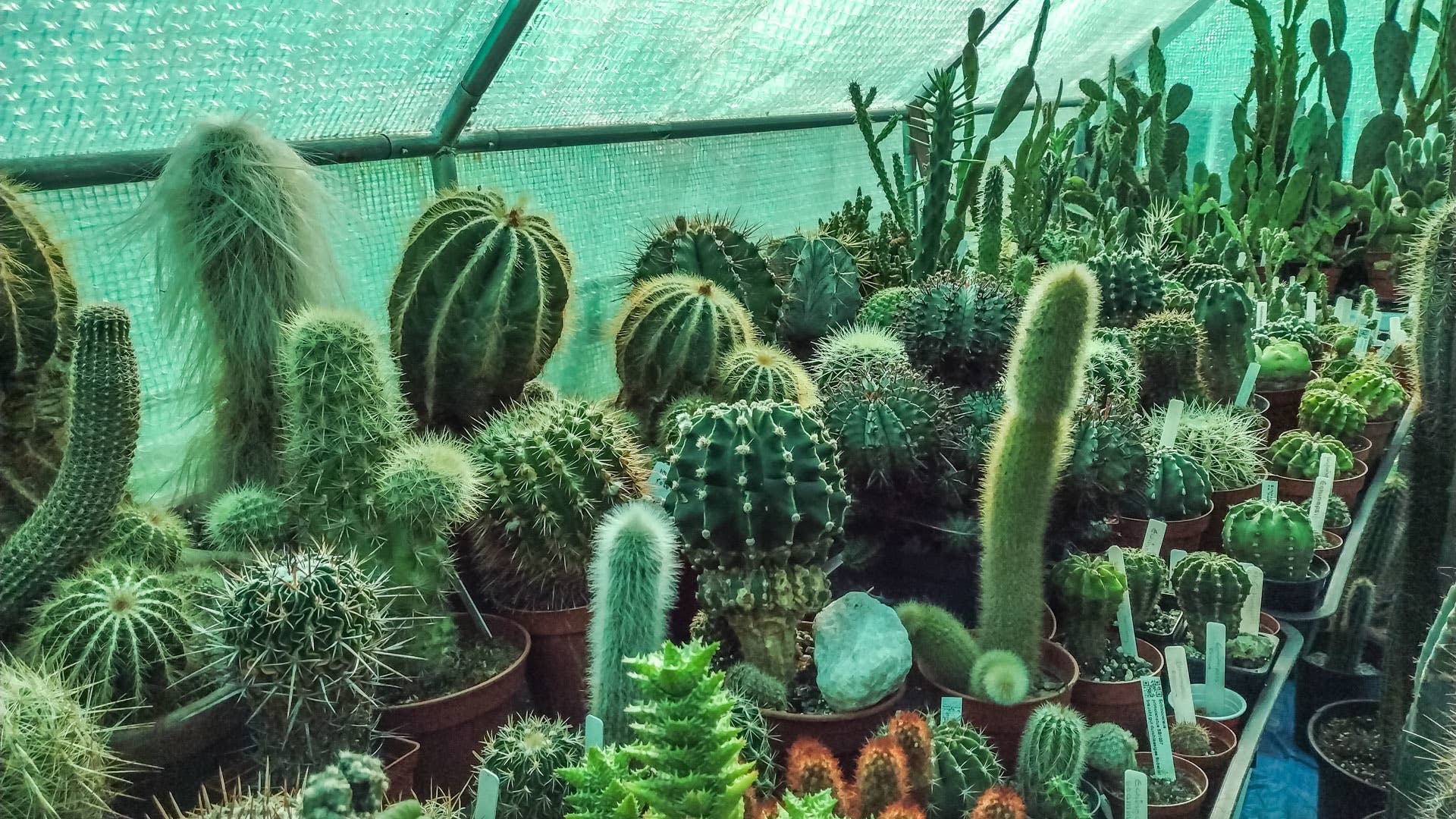 Do Cacti and Succulents Need to Come Inside for the Winter? - Dengarden
