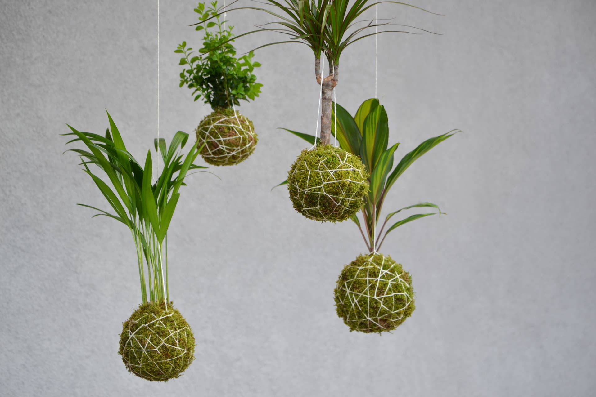 How to Choose the Best Pots for Houseplants - Dengarden