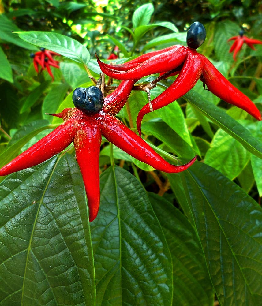 16 Strange, Freaky, Odd-Looking Tropical Plants and Flowers - Dengarden