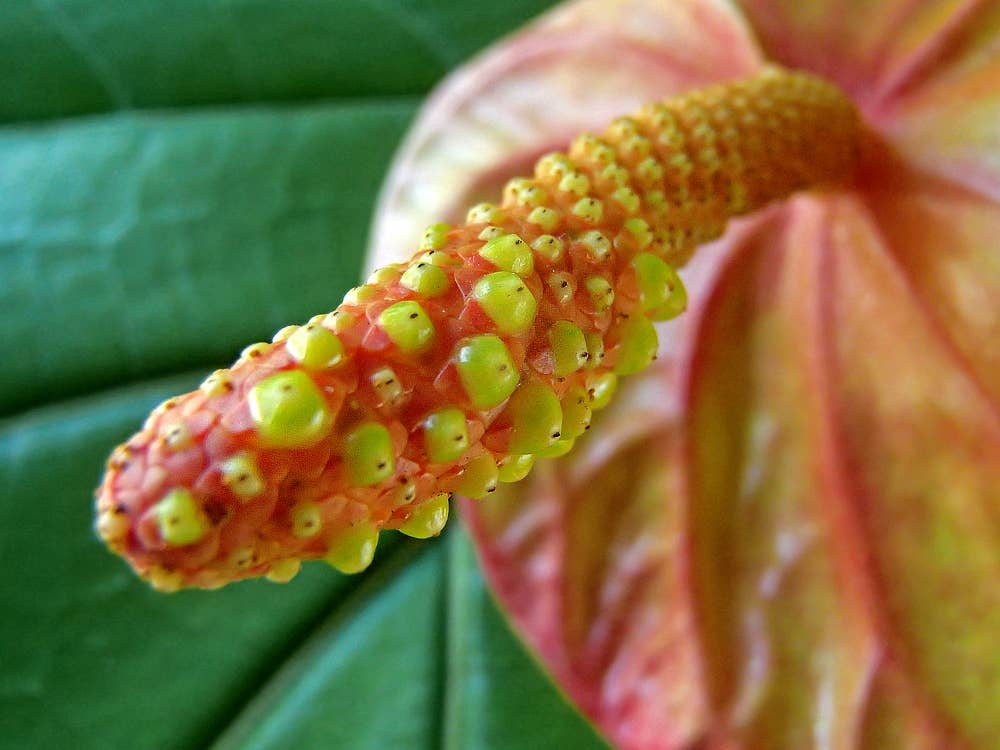 16 Strange, Freaky, Odd-Looking Tropical Plants and Flowers - Dengarden