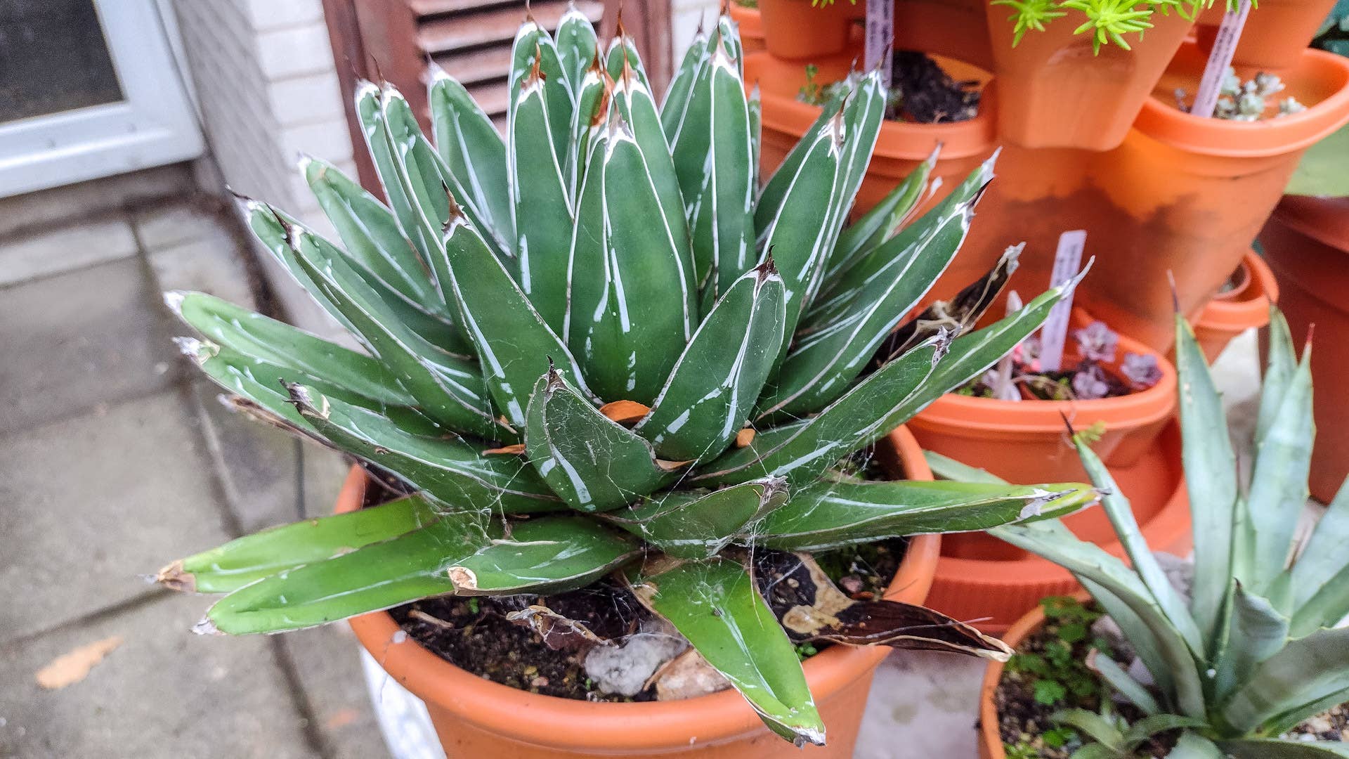 5 Cold-Hardy Succulents That Can Survive Sub-Zero Temps - Dengarden