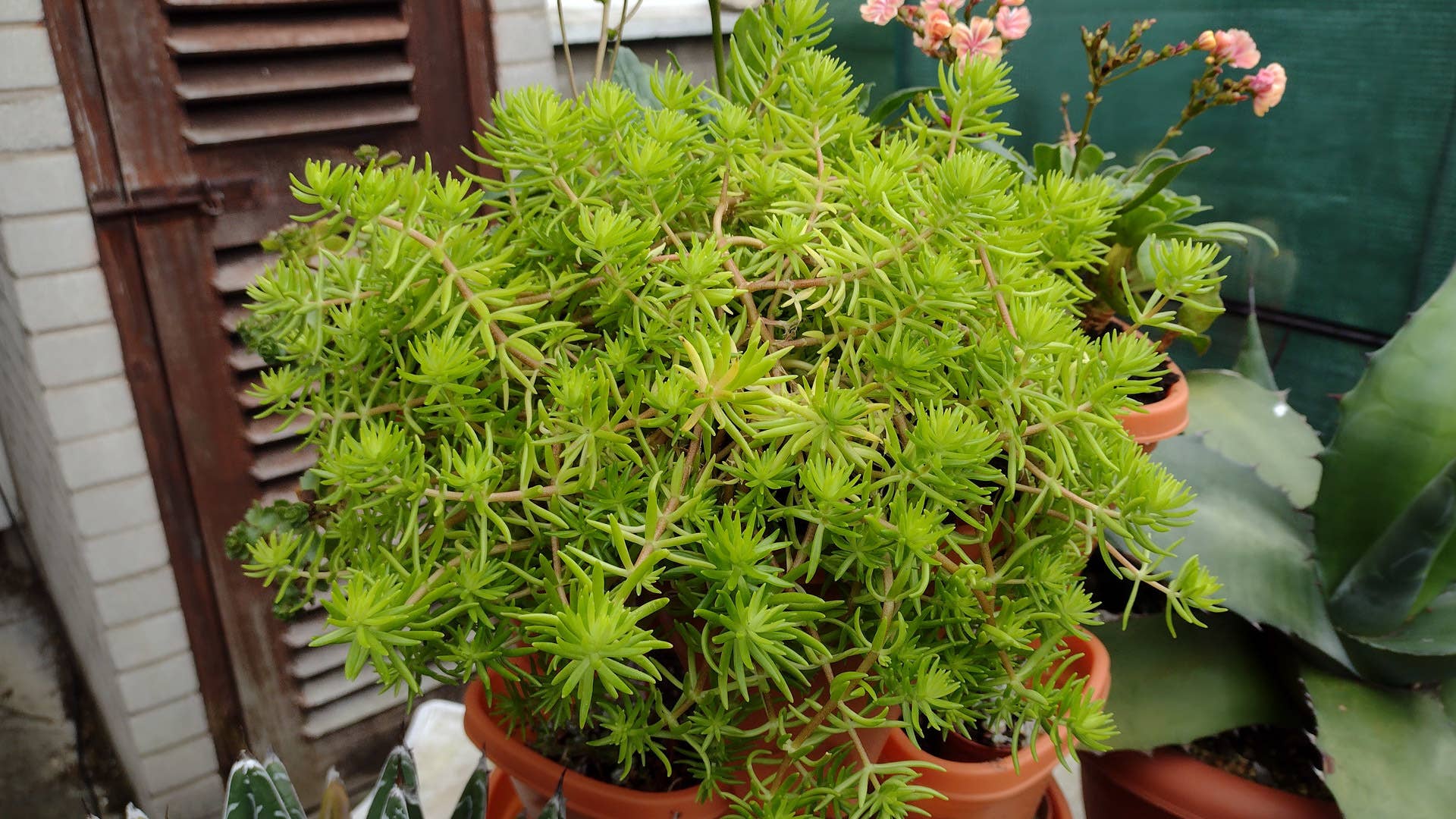 tiny succulent Sedum Minor: A Unique and Easy-Care Succulent With A Touch of Elegance 2 inch / Bamboo Pot by Succulents Box main image 1