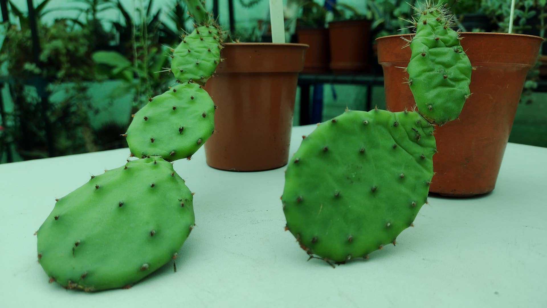 5 Cold-Hardy Succulents That Can Survive Sub-Zero Temps - Dengarden