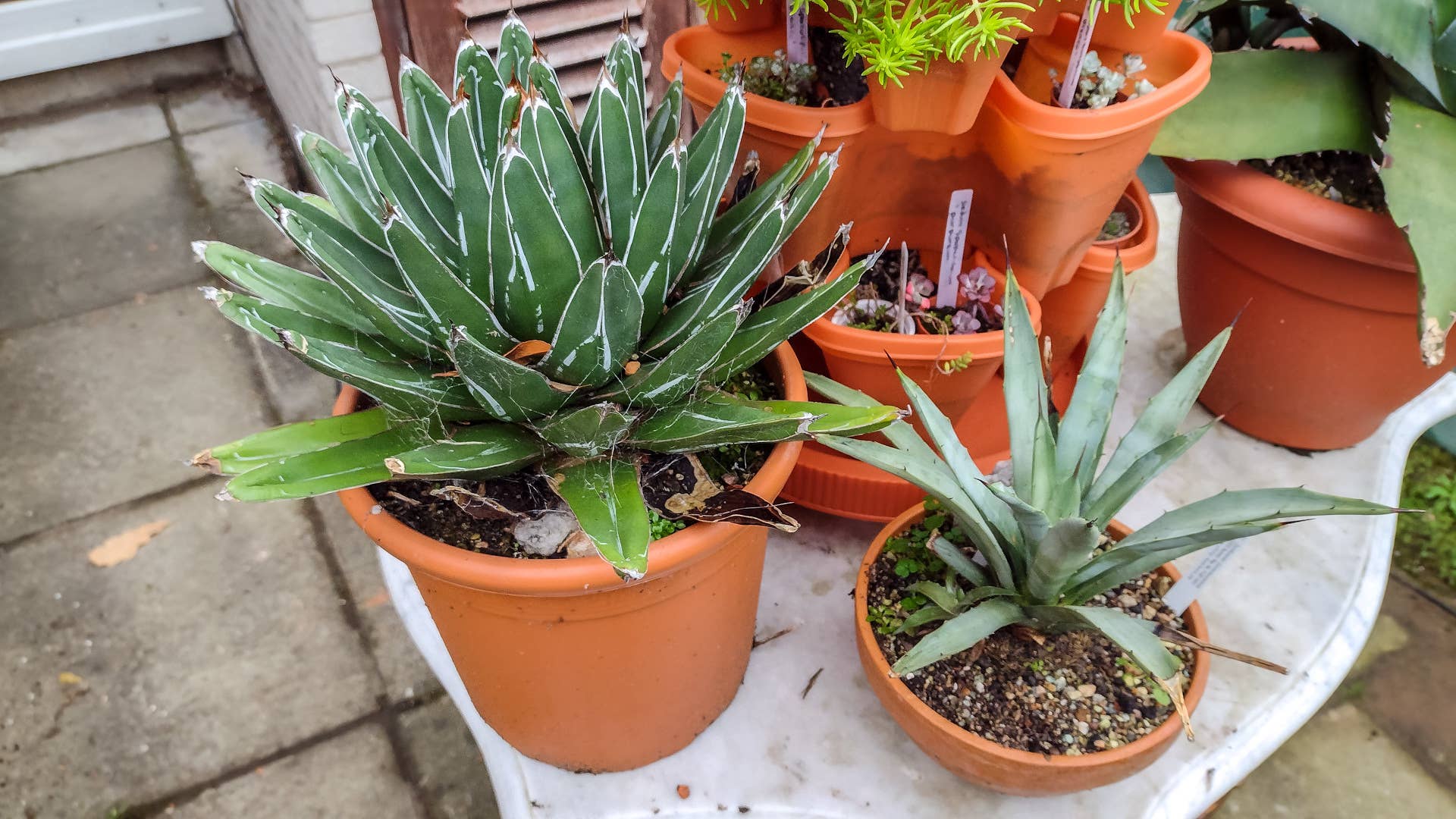 is yucca cane toxic to cats Dracaena Yucca Cane, Yucca Gigantea 3 Stem Staggered