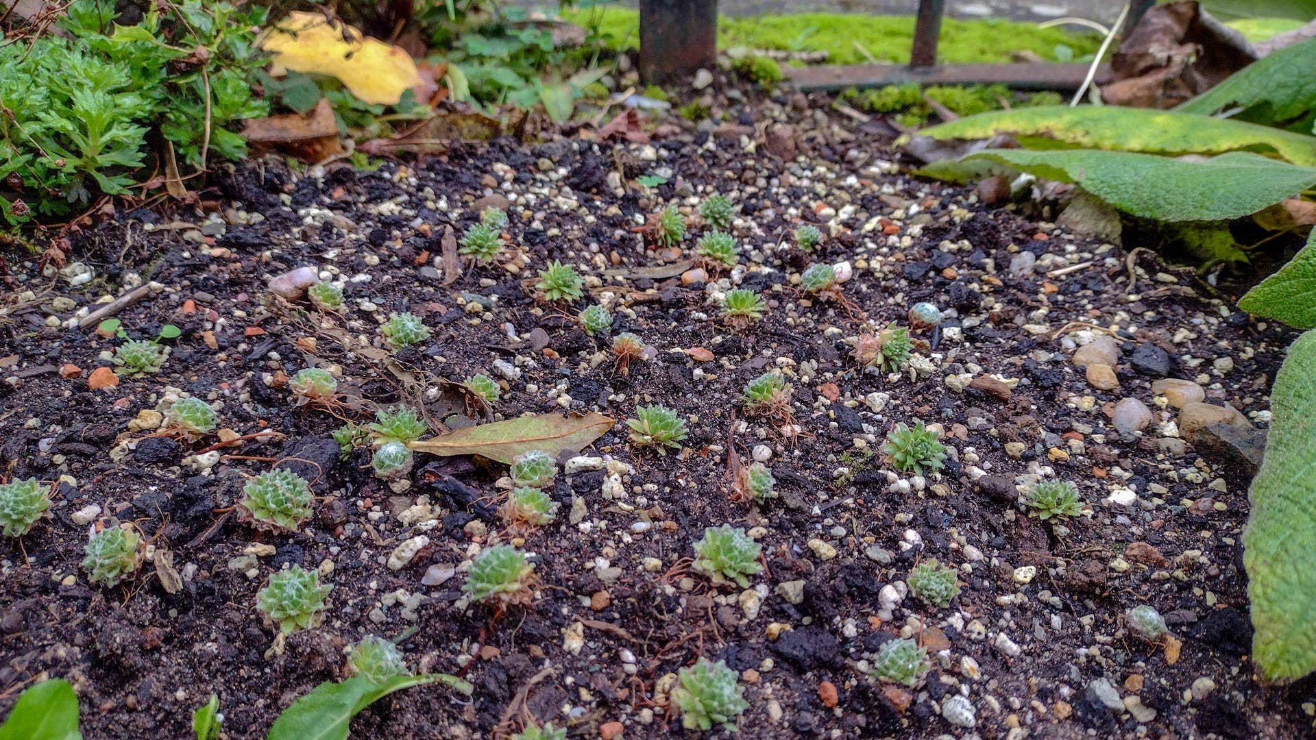5 Cold-Hardy Succulents That Can Survive Sub-Zero Temps - Dengarden