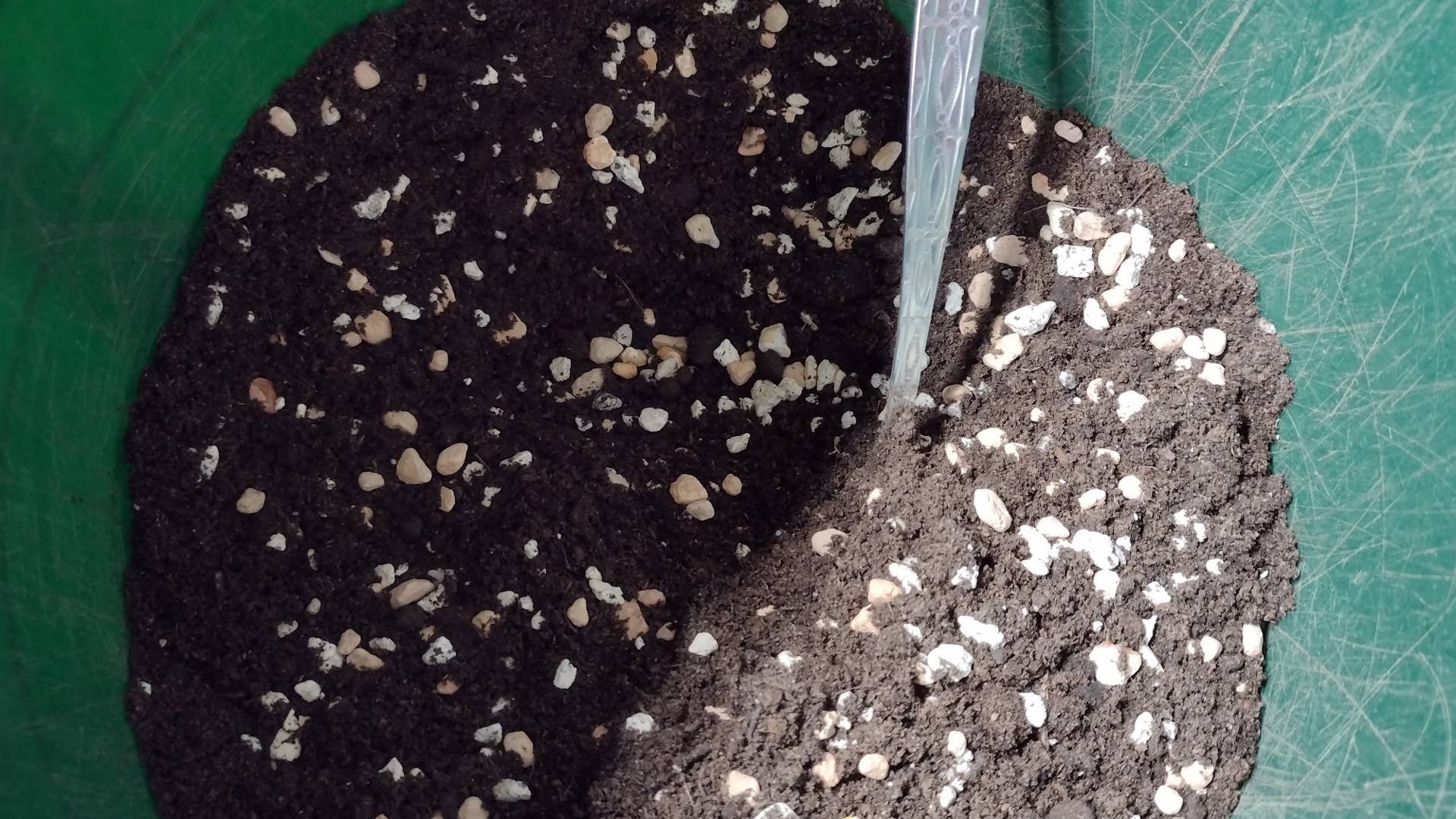 How to Grow Cactus From Seed (With Demo Video and Tips) - Dengarden