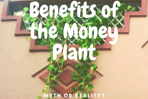 Benefits of the Money Plant (Scindapsus Aureus): Myth or Reality? -  Dengarden