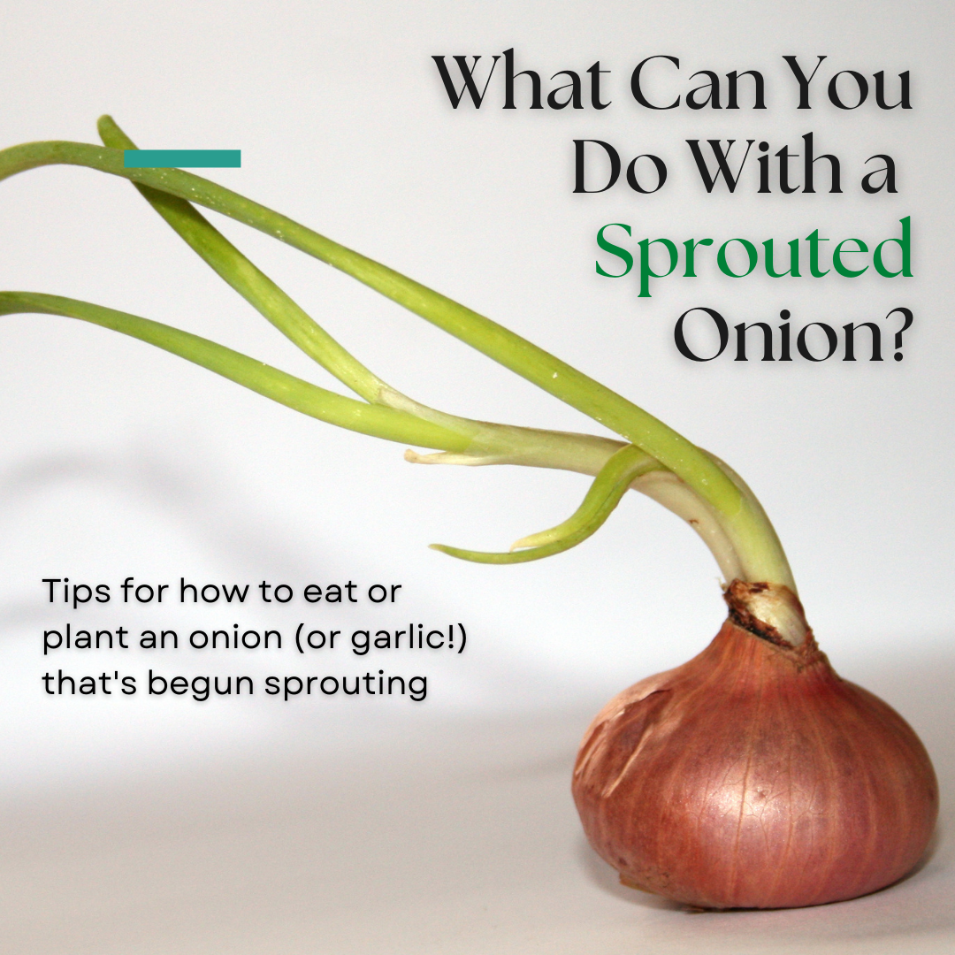 What to Do With Sprouted Onions or Garlic Cloves - Dengarden