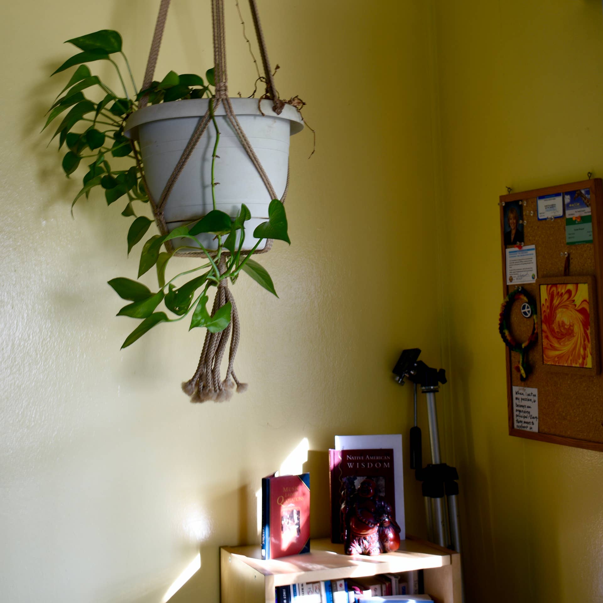 Air-Purifying Bedroom Plants That Can Survive Low Light - Dengarden