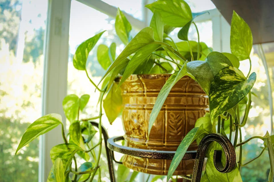Air-Purifying Bedroom Plants That Can Survive Low Light - Dengarden