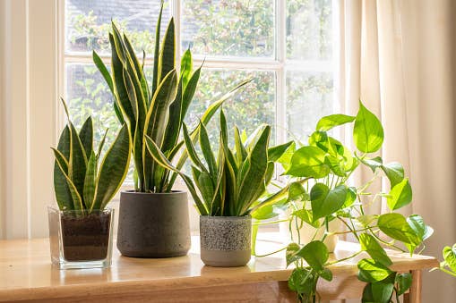 buy dragon fruit plant Vietnamese Giant White dragon fruit cutting and rooted plant – Mayumi Garden main image 1