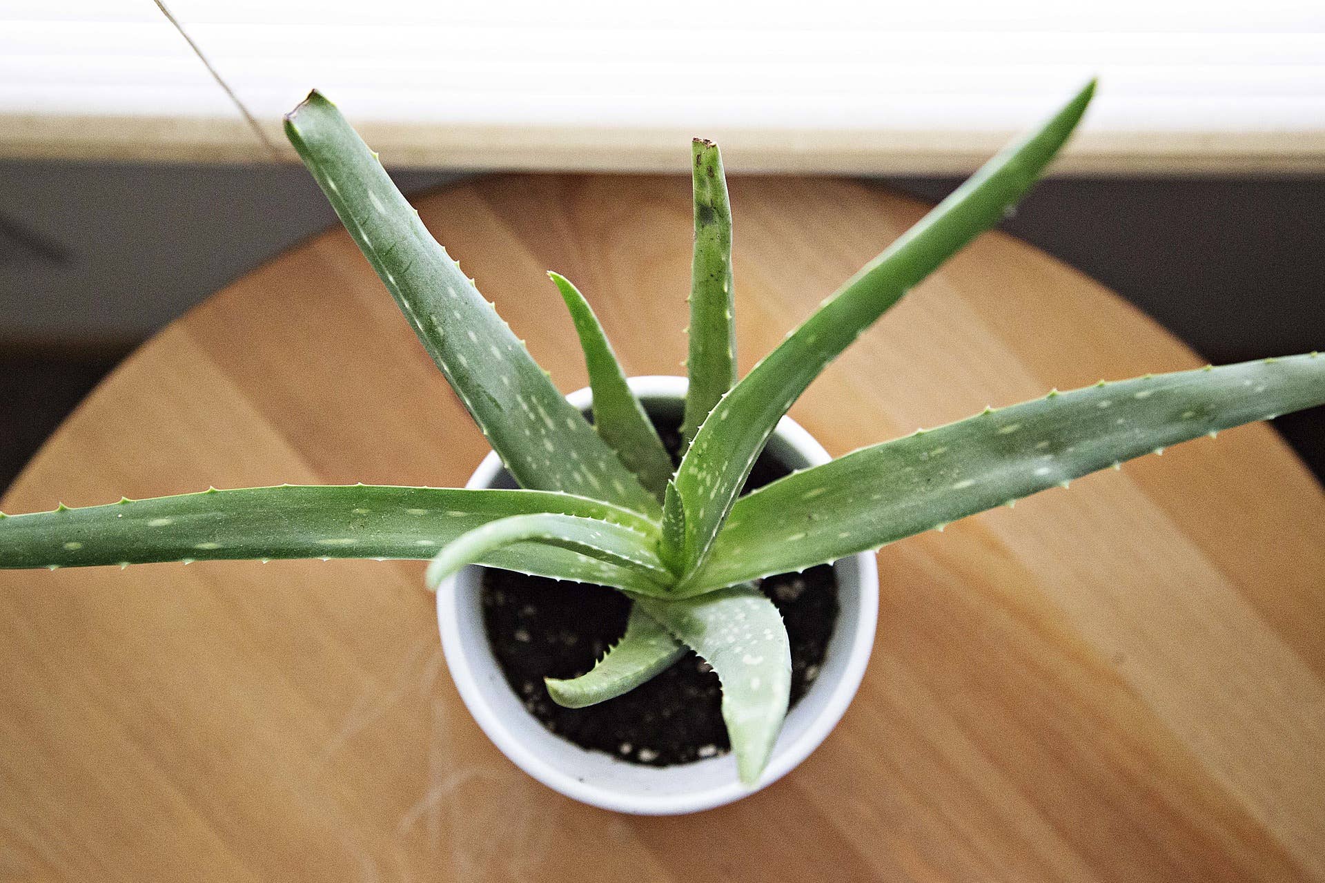 aloe vera skin care gel Aloe Vera Skin Care Gel main image 1