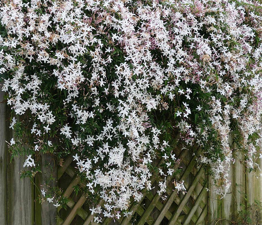 How to Grow a Hanging Garden From Your Balcony Railing - Dengarden