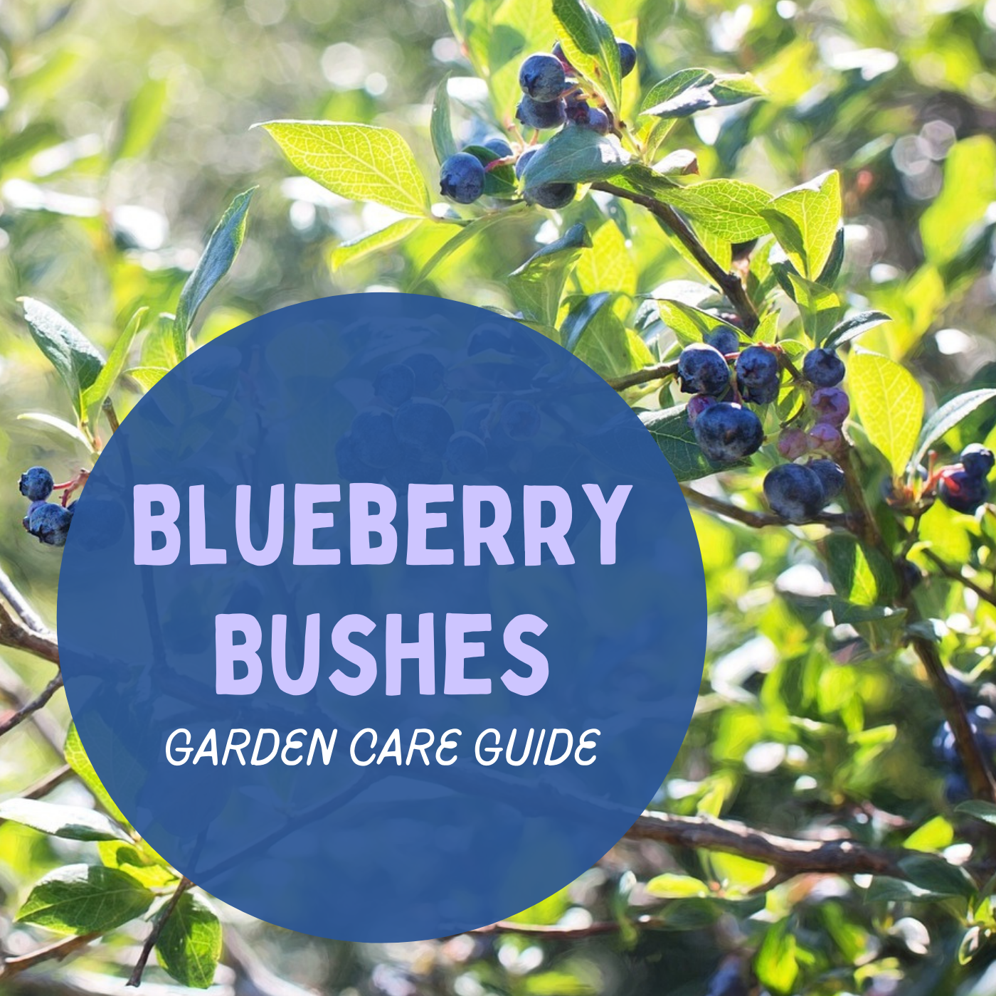 How to Care for Blueberry Bushes - Dengarden