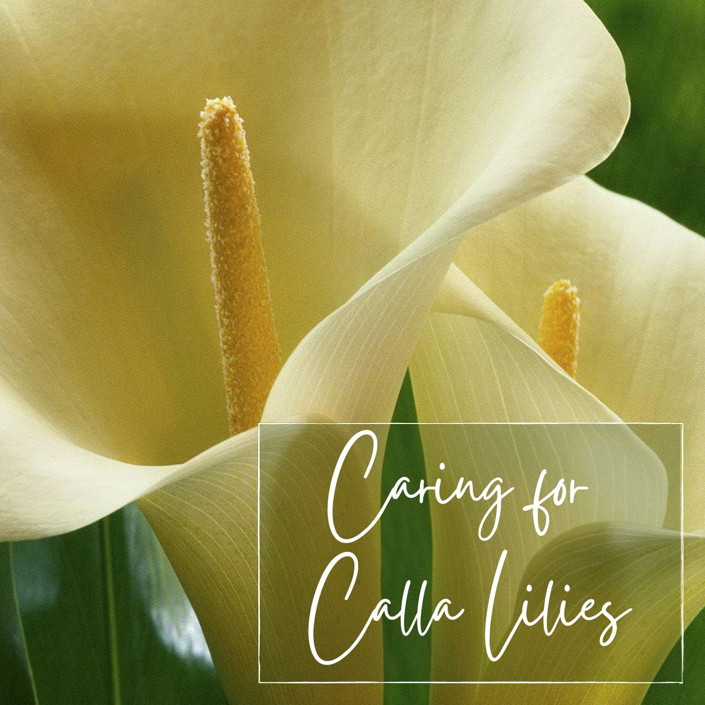 How to Plant and Care for Calla Lilies - Dengarden