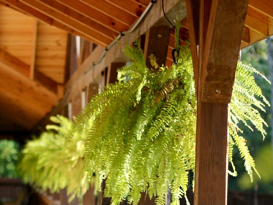 How to Hang Plants From an Apartment Balcony - Dengarden