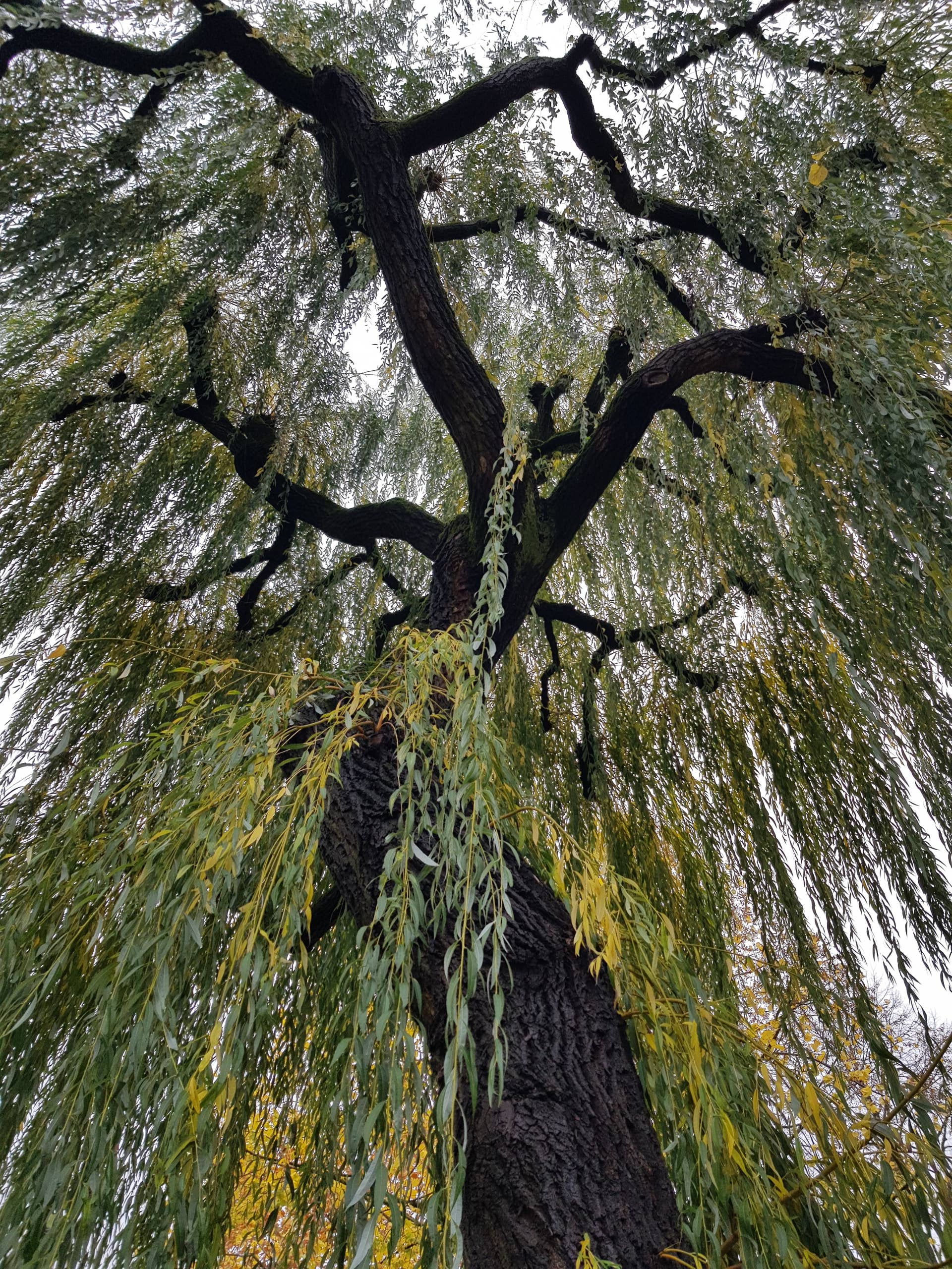 Everything You Need to Know About Weeping Willow Trees - Dengarden