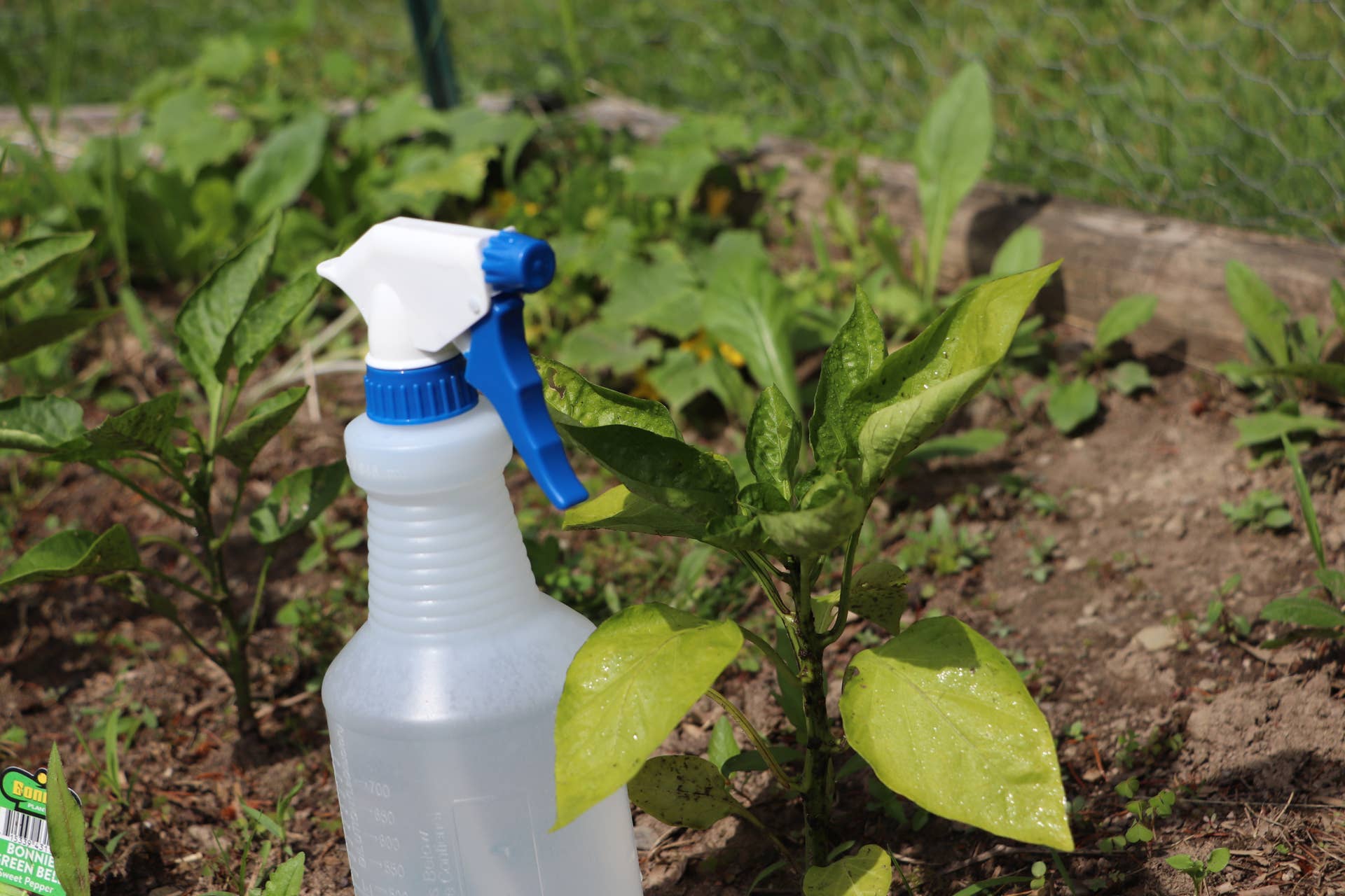 What Can Epsom Salts Do for Your Plants? - Dengarden