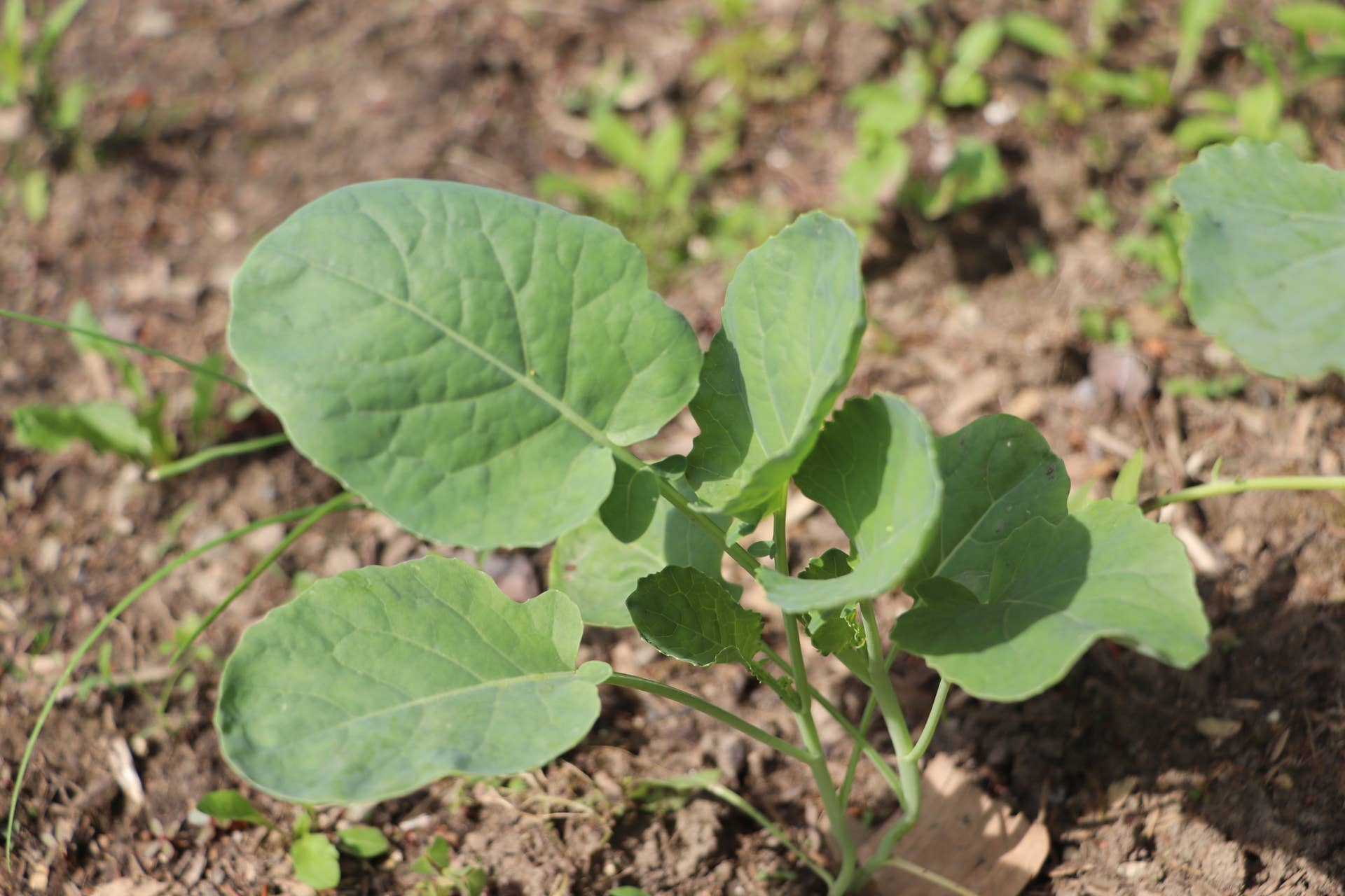 What Can Epsom Salts Do for Your Plants? - Dengarden