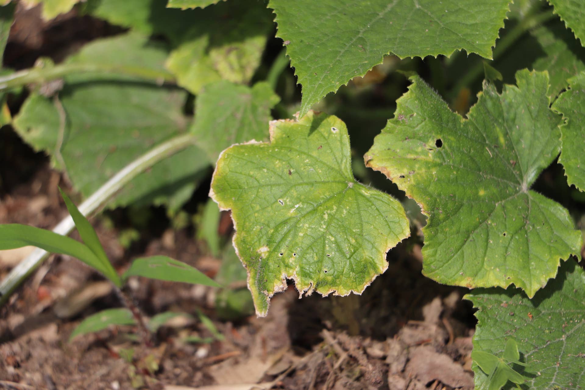What Can Epsom Salts Do for Your Plants? - Dengarden