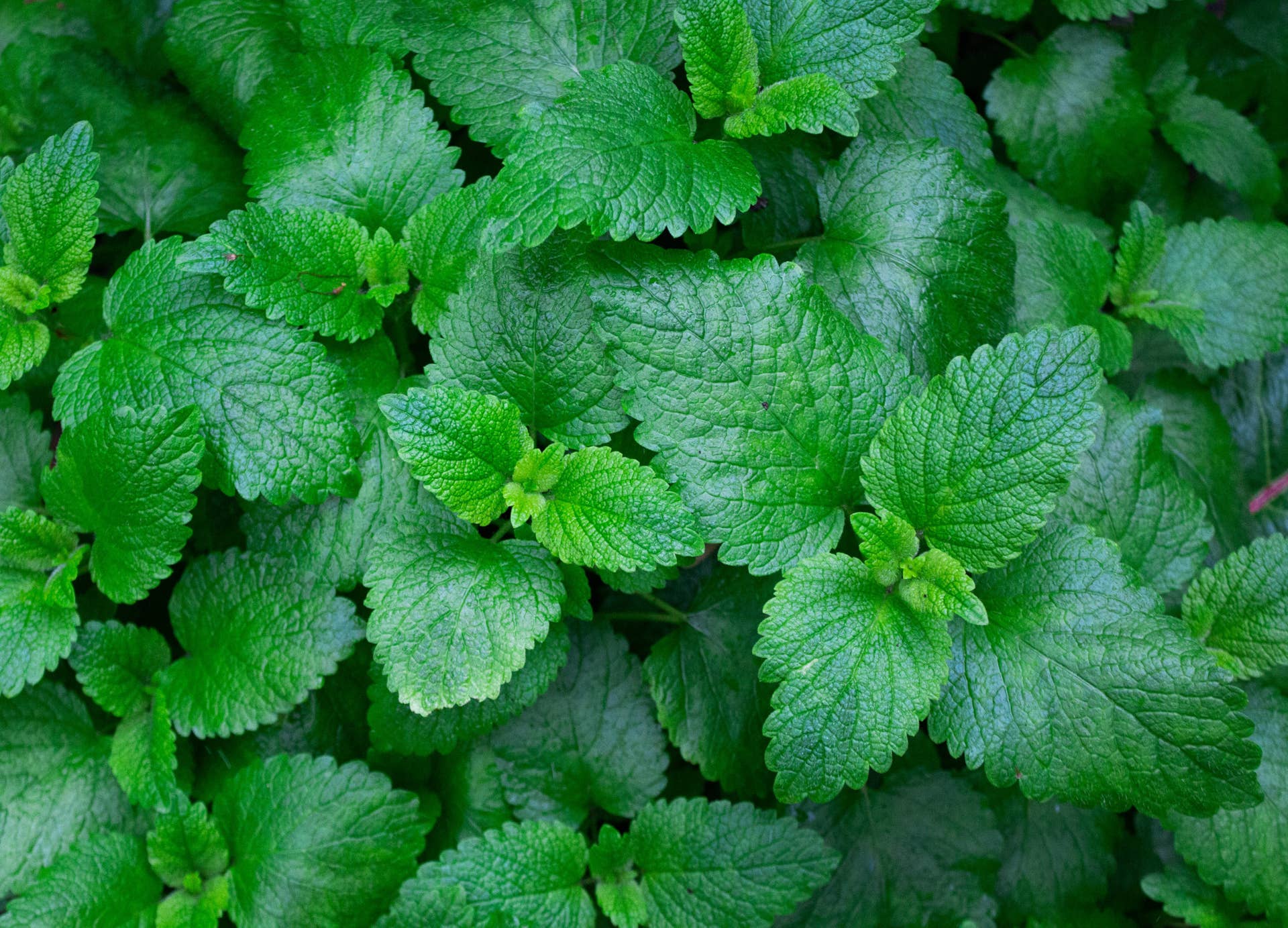 3 Fast-Growing Hydroponic Plants - Dengarden
