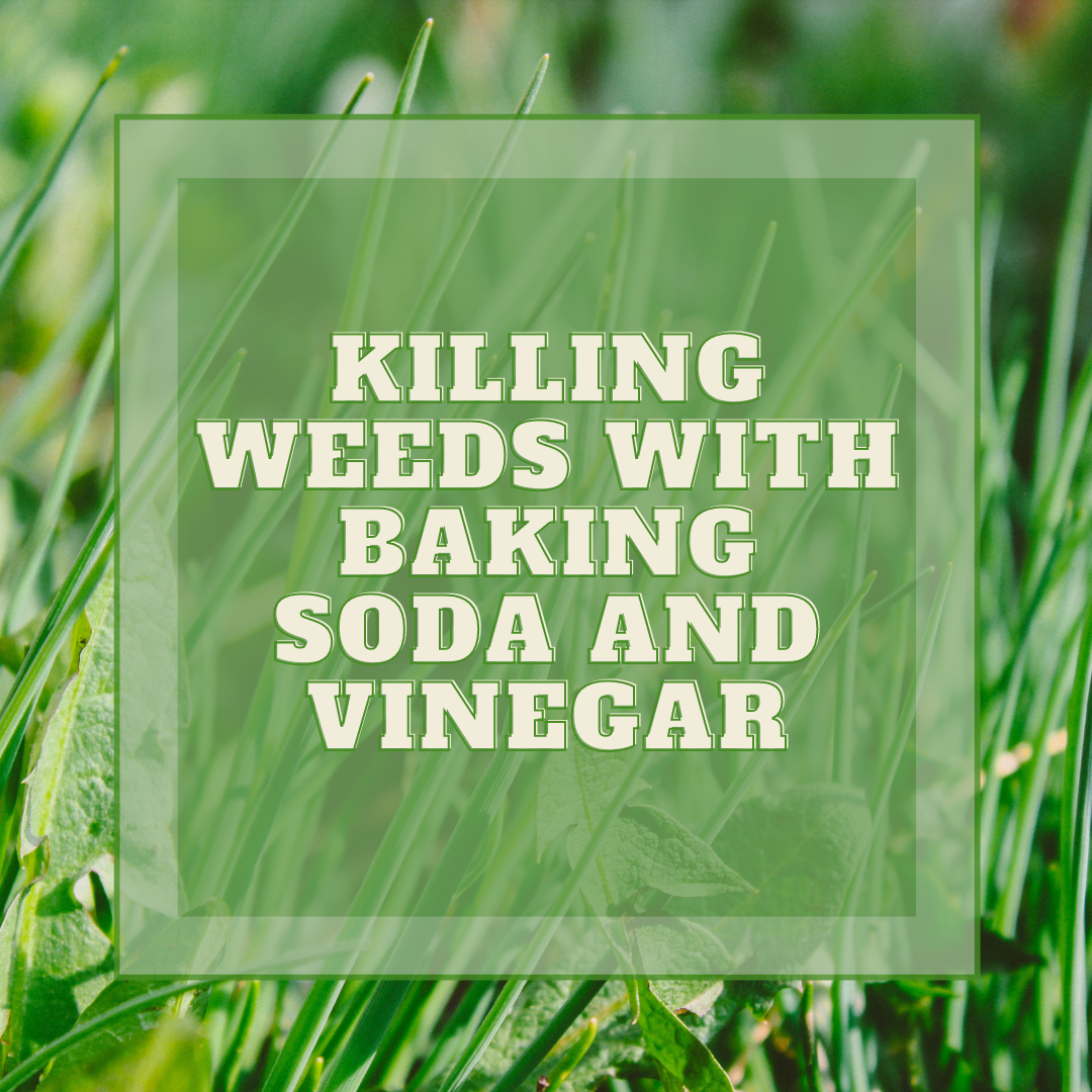 How to Kill Weeds With Vinegar or Baking Soda - Dengarden