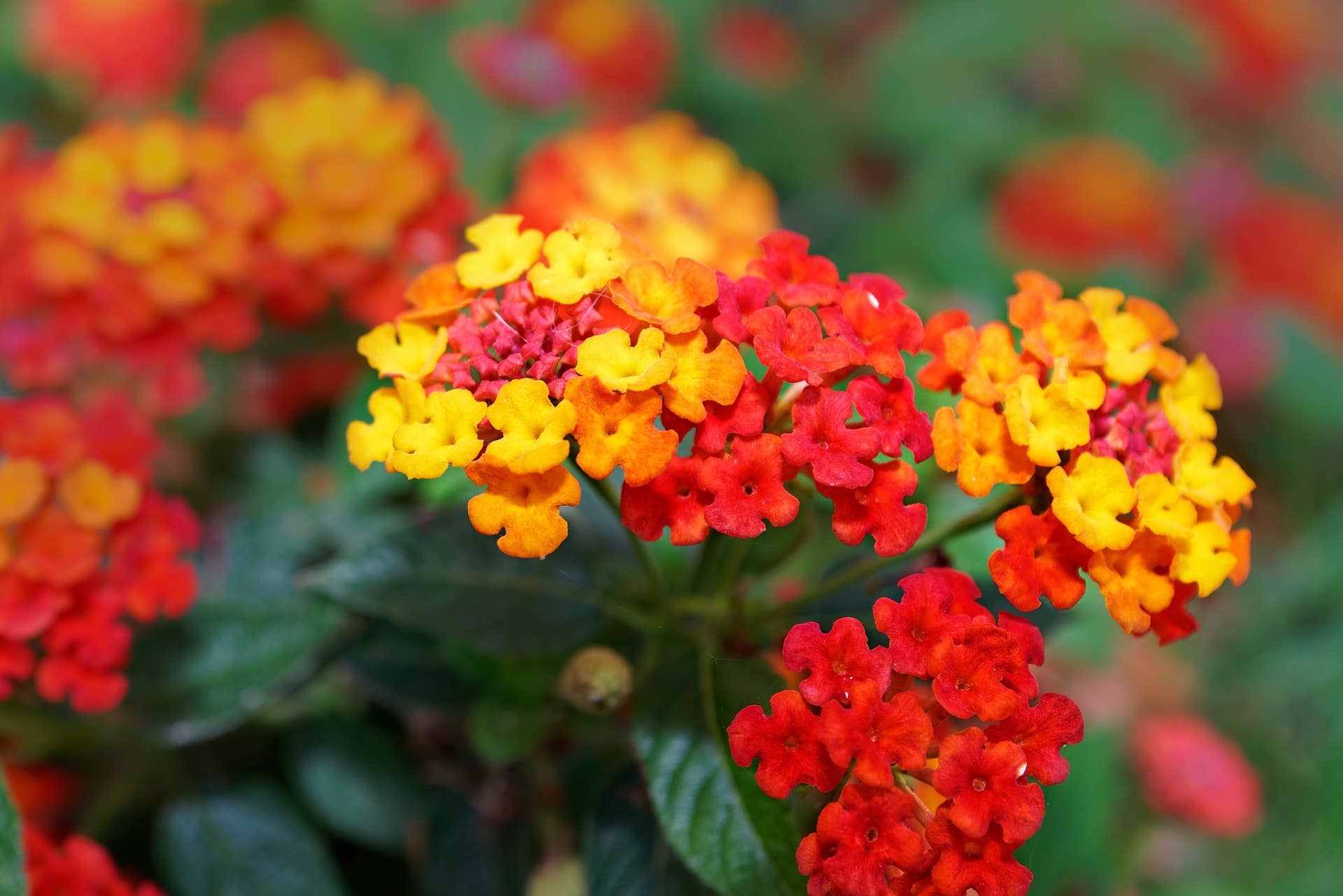 20+ Plants and Flowers to Include in Your Zone 5 Garden - Dengarden