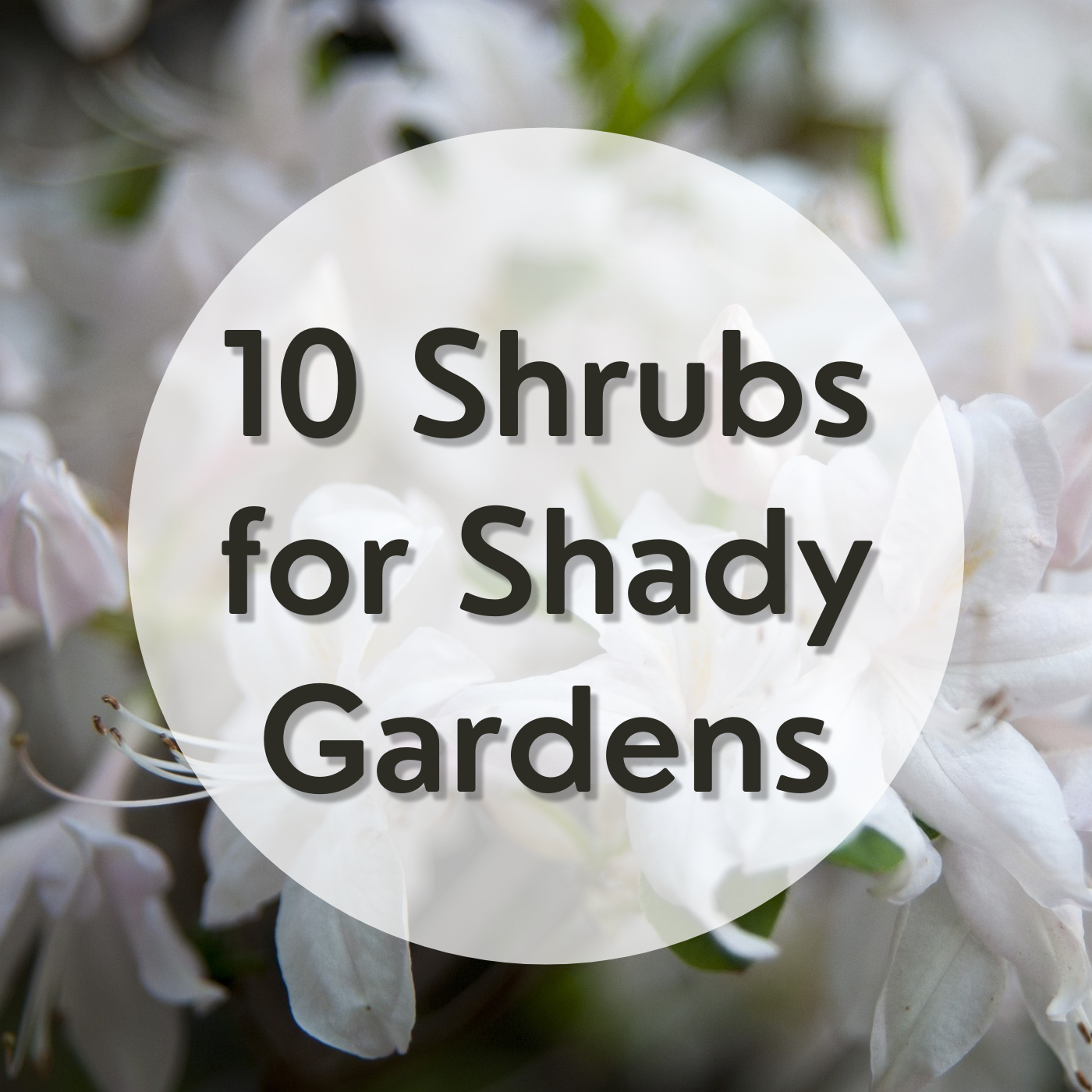 The Best Shrubs and Bushes That Grow in Partial, Dappled, or Deep-Shade ...