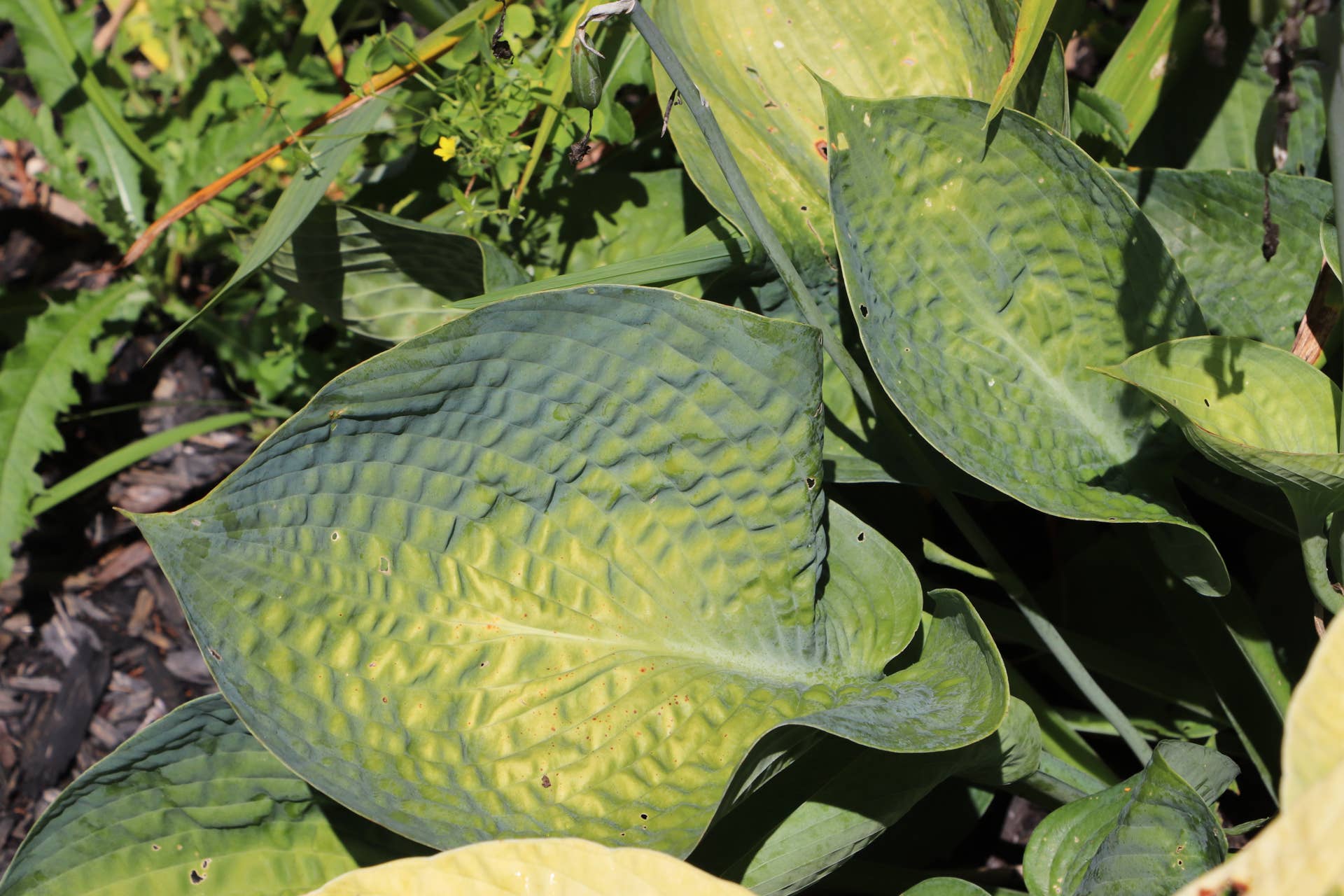 plants are purple serum anwendung Wonder Foundation Serum main image 1