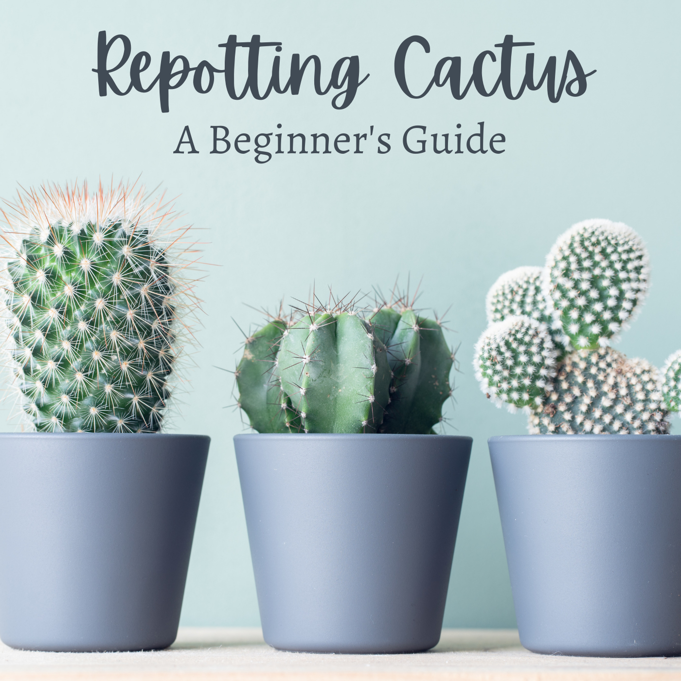 How to Repot a Cactus Without Getting Hurt - Dengarden