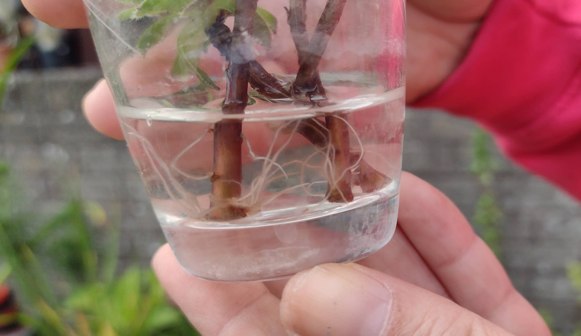 How to Propagate Succulents in Water (With Video Demo) - Dengarden