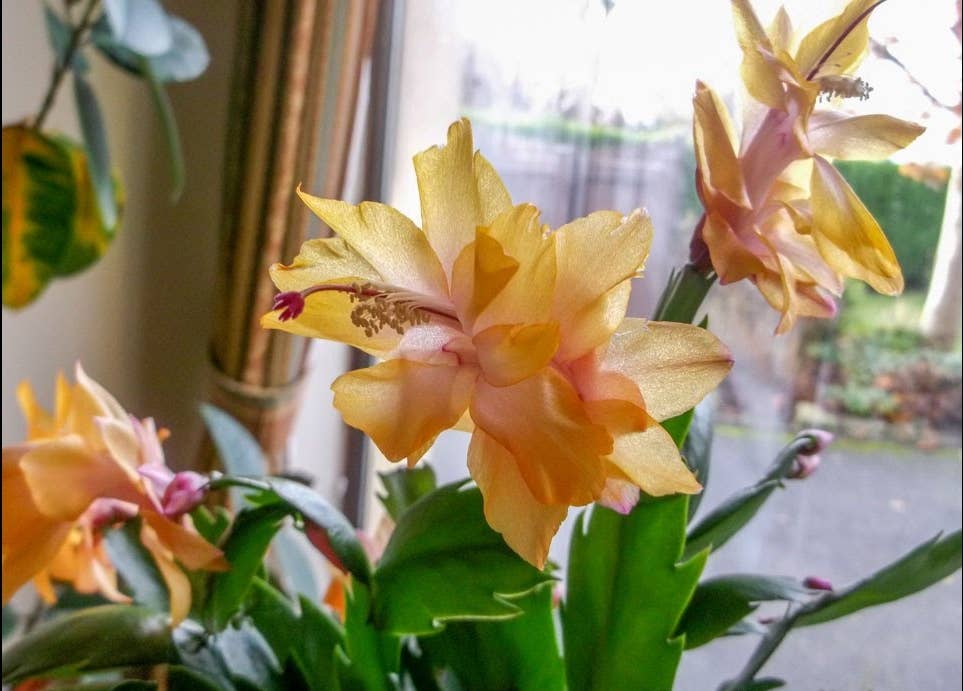 How to Repot a Christmas Cactus or Thanksgiving Cactus - Dengarden