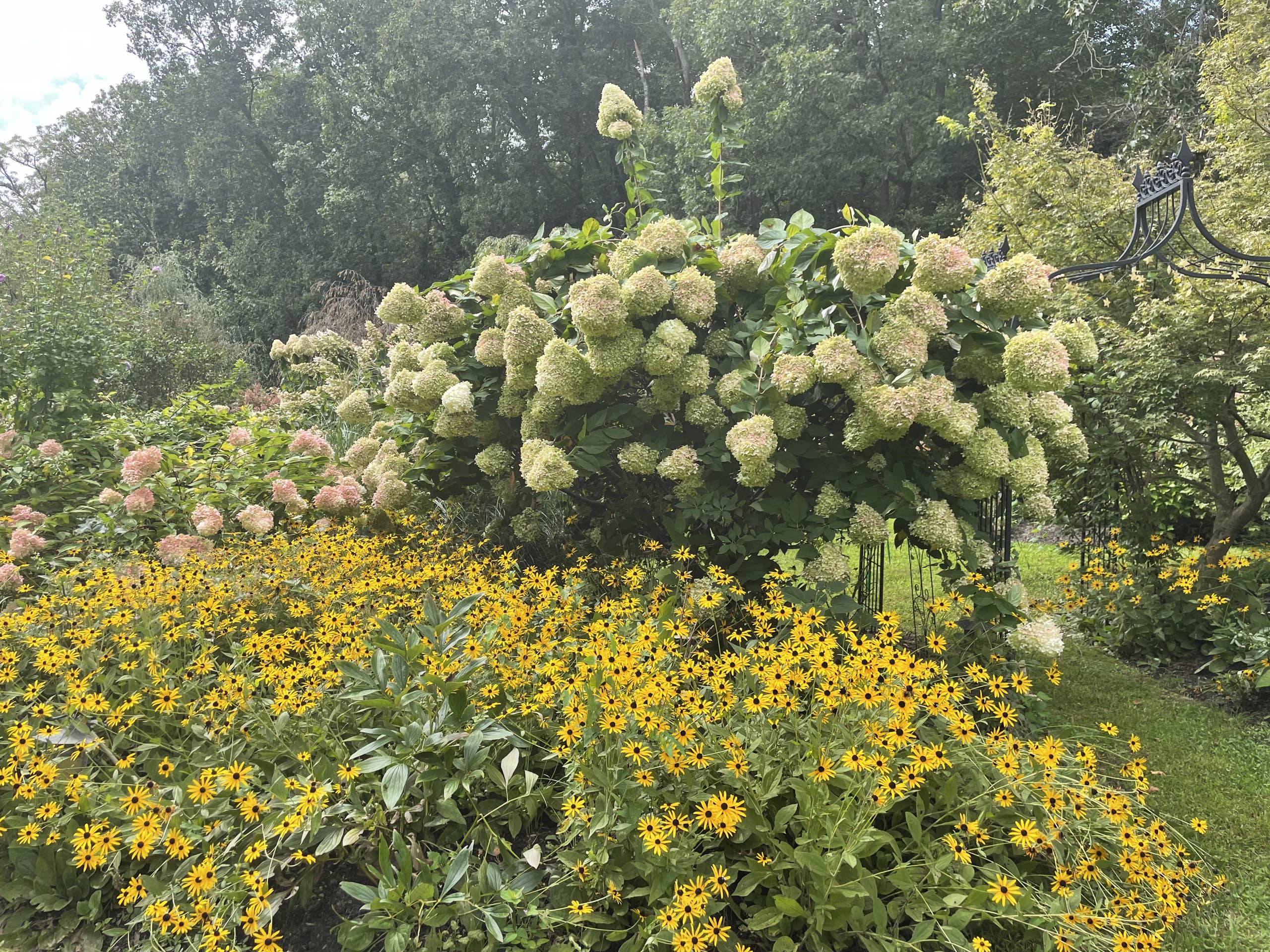 How to Plant Hydrangeas in the Ground, Step by Step - Dengarden
