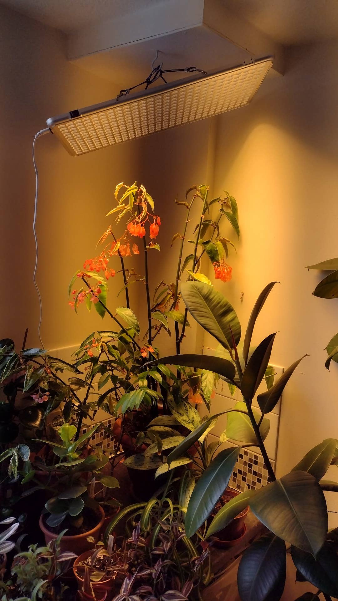 Do Cacti and Succulents Need Direct Sunlight? - Dengarden