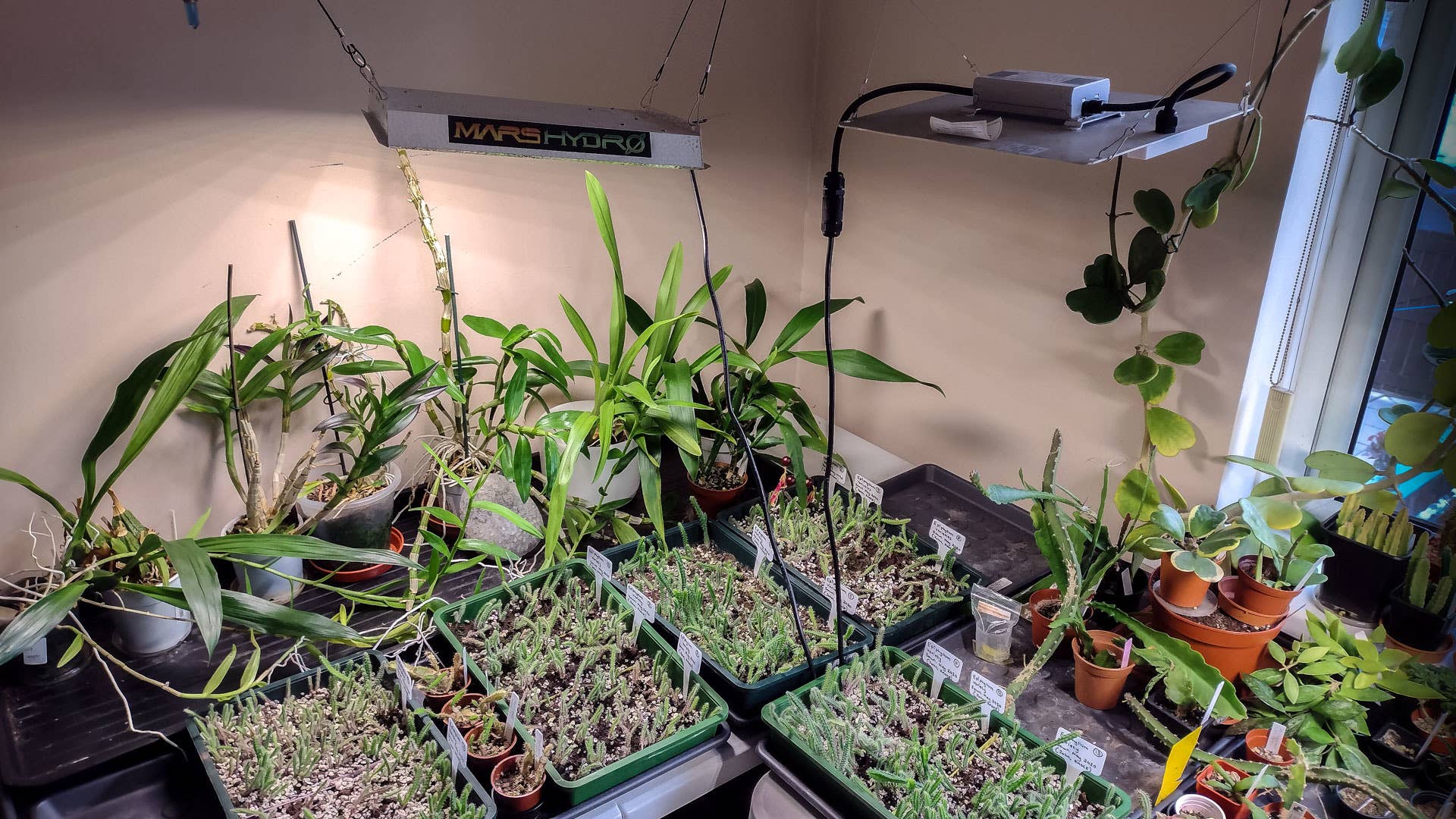 Do Cacti and Succulents Need Direct Sunlight? - Dengarden